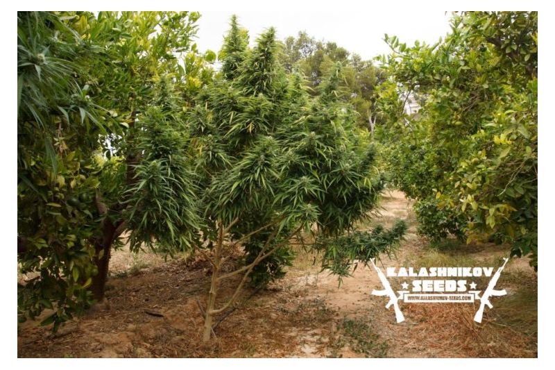 Кубанский убийца, Фасовка: 5, изображение 2