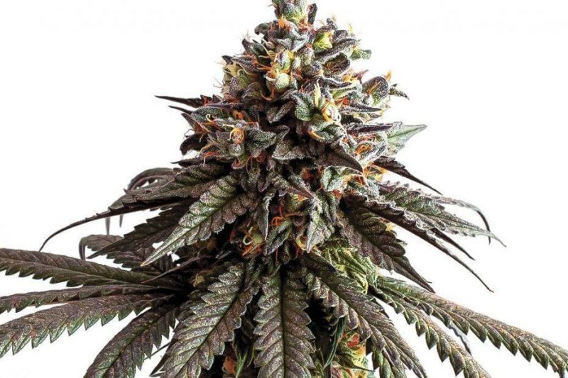 Gelato genetics, Фасовка: 3+1