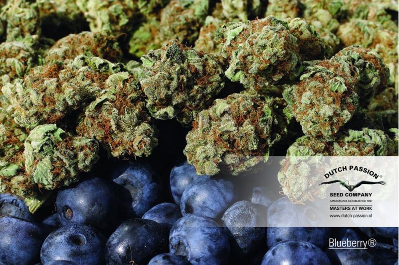 Blueberry, Фасовка: 3, изображение 4