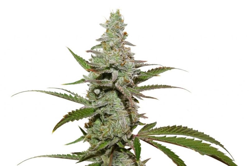 Amsterdam Amnesia, Фасовка: 5, изображение 3