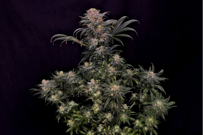 Big Band, Фасовка: 3, изображение 2