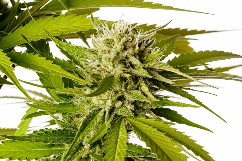 Brake-up Cake, Фасовка: 3, изображение 11