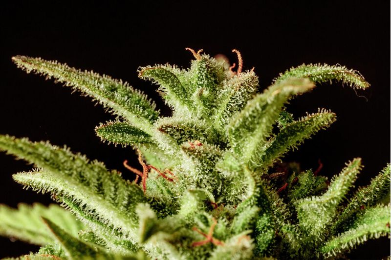 Brake-up Cake Auto, Фасовка: 3, изображение 2