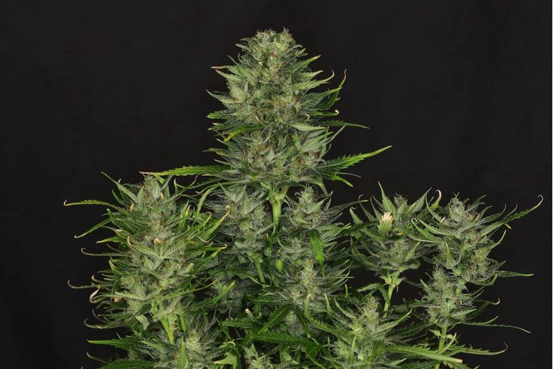 Dosidos Auto, Фасовка: 3