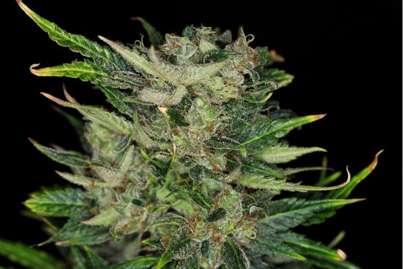 Dosidos Auto, Фасовка: 3, изображение 2