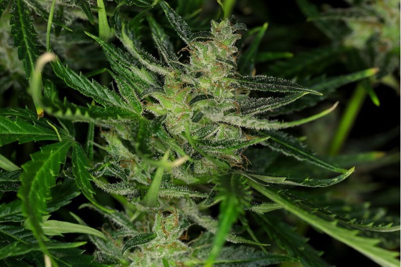 Dosidos Auto, Фасовка: 3, изображение 3