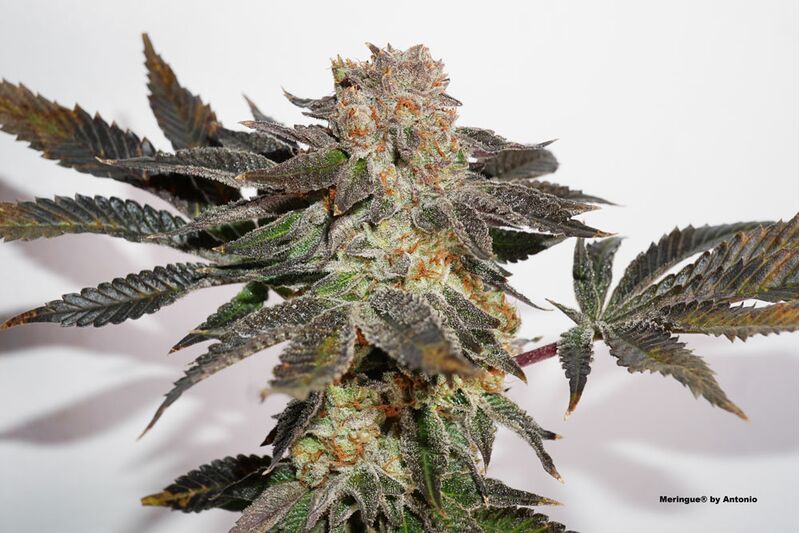 Meringue, Фасовка: 3, изображение 8