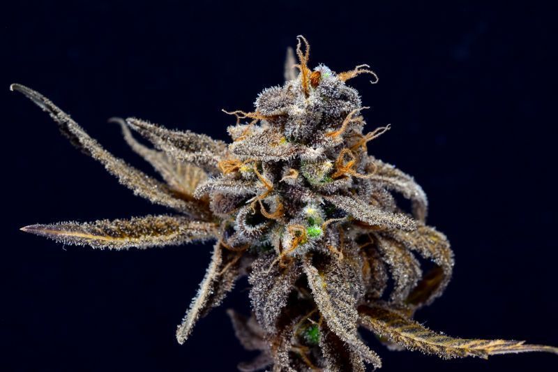 Black D.O.G., Фасовка: 5, изображение 2