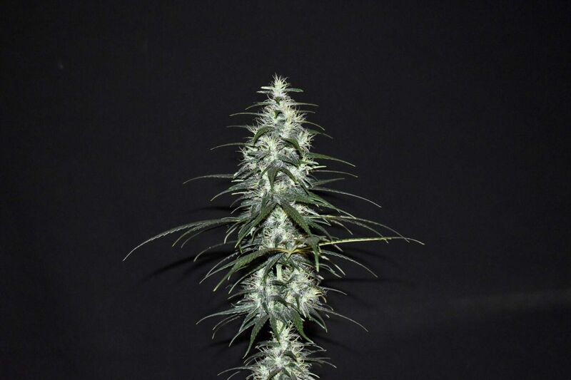 Dr. Grinspoon, Фасовка: 10, изображение 4