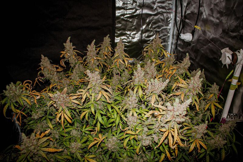 Mimosa x Orange Punch Auto, Фасовка: 5, изображение 3