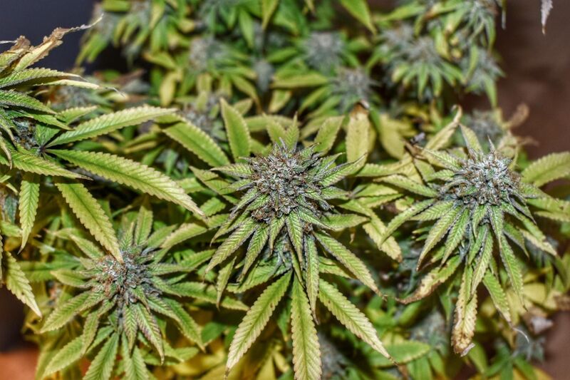 Mimosa x Orange Punch, Фасовка: 3, изображение 3