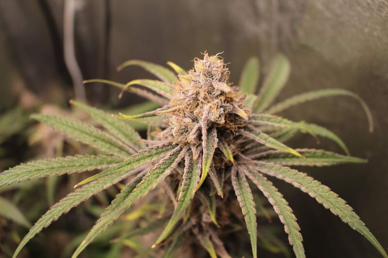 Peyote Critical, Фасовка: 3, изображение 5