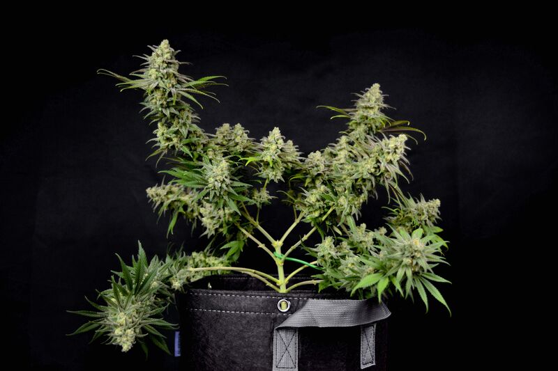 Orange Sherbert, Фасовка: 5, изображение 3