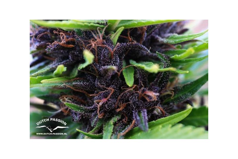 Shaman, Фасовка: 3, изображение 6