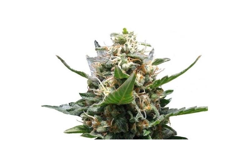 Royal Medic CBD, Фасовка: 1