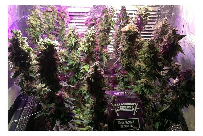 Kabul Express, Фасовка: 3, изображение 5