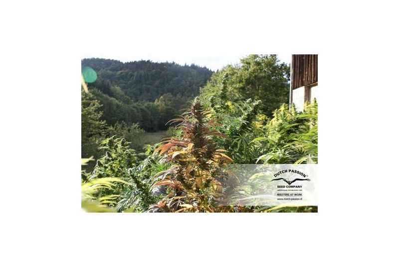 Twilight, Фасовка: 3, изображение 2