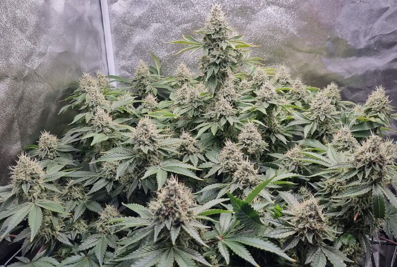 Phantom OG, Фасовка: 3, изображение 4