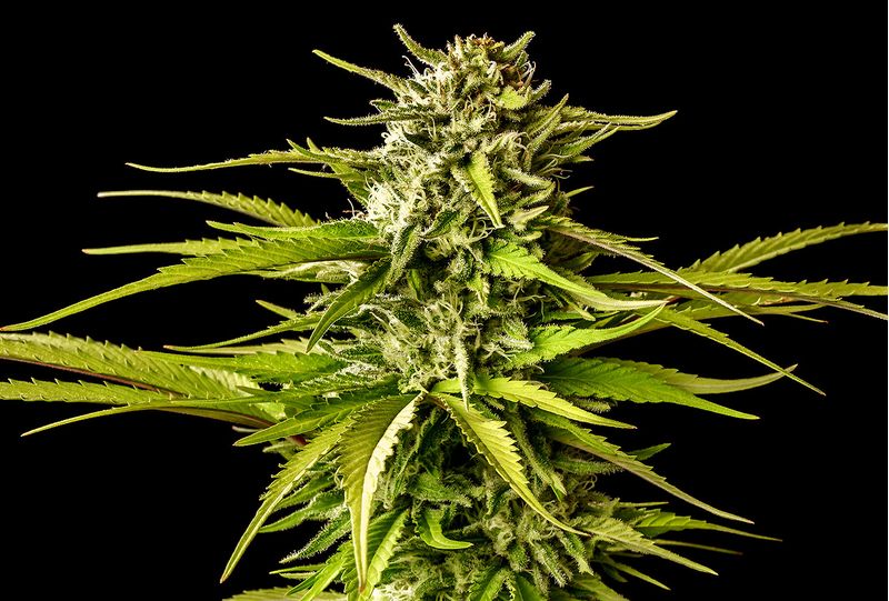 Brake-up Cake, Фасовка: 3, изображение 2