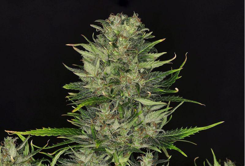 Dosidos Auto, Фасовка: 3, изображение 4