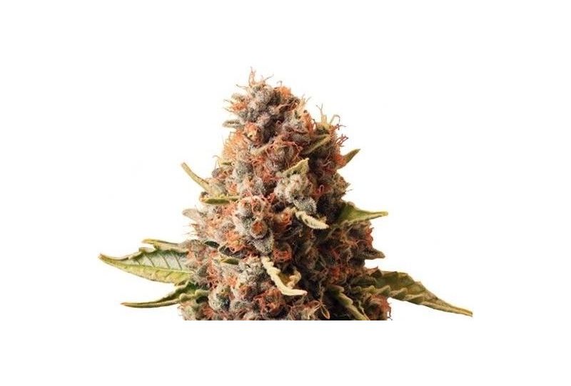 Euphoria CBD, Фасовка: 1