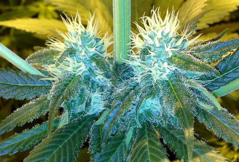 Blueberry (X), Фасовка: 5, изображение 5