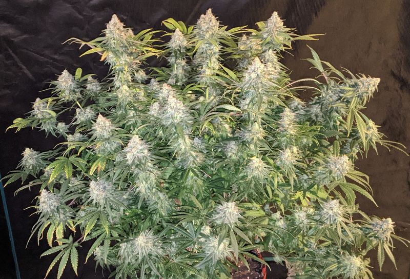 Gelato 41, Фасовка: 3, изображение 2