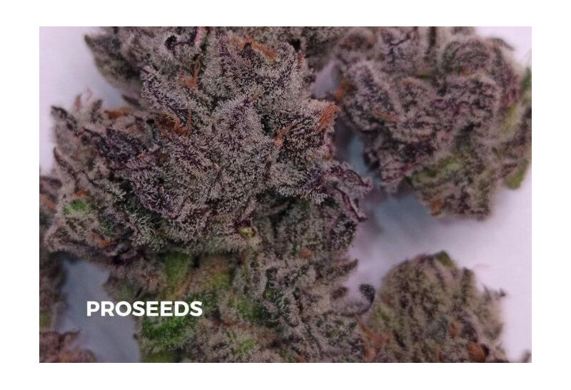 SEEDBOX 16 AutoFem #1, Фасовка: 16