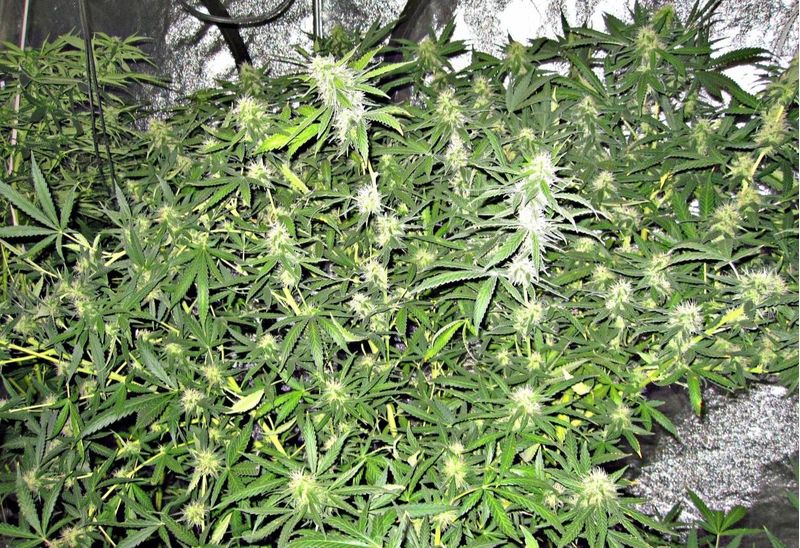 Deepforest Super Auto, Фасовка: 10