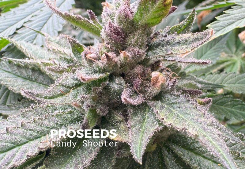 Fast Candy Shooter, Фасовка: 6