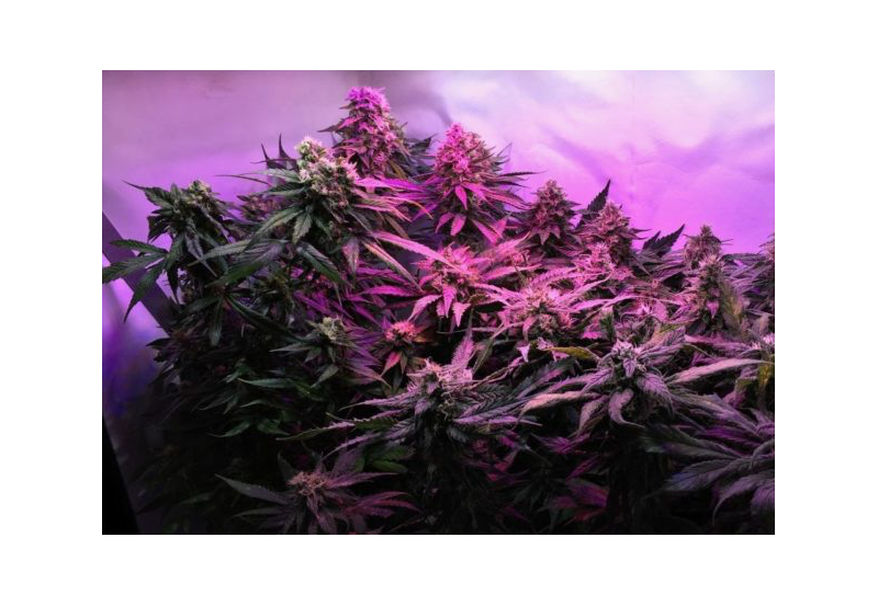 Кубанский убийца, Фасовка: 5, изображение 9