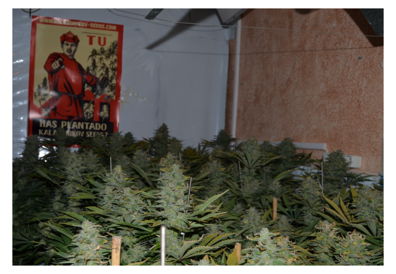 Kalashnikov Original, Фасовка: 3, изображение 2