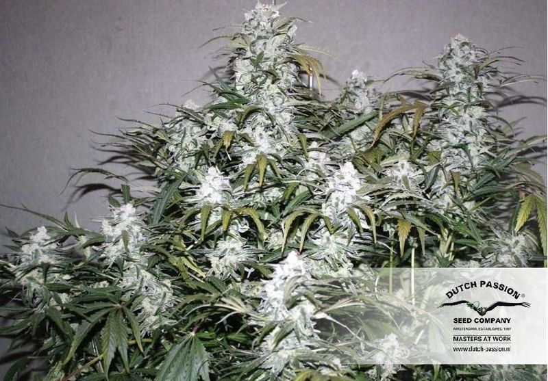 StarRyder Auto, Фасовка: 3, изображение 2