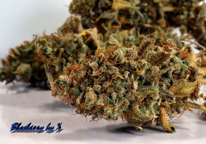 Blueberry (X), Фасовка: 5, изображение 7