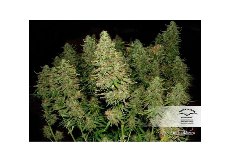 Blue Mazar Auto, Фасовка: 1, изображение 3