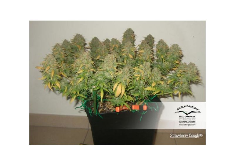 Strawberry Cough, Фасовка: 10, изображение 6