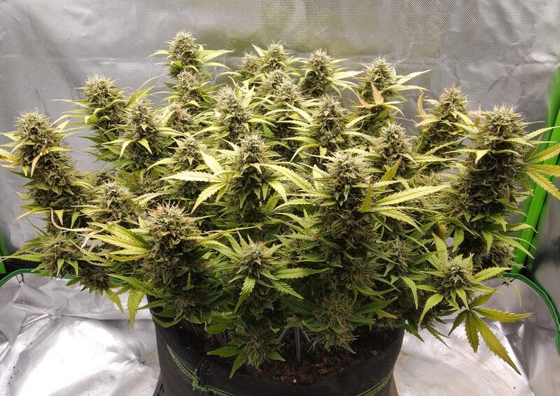 N.Y.C. Diesel Auto, Фасовка: 1, изображение 6