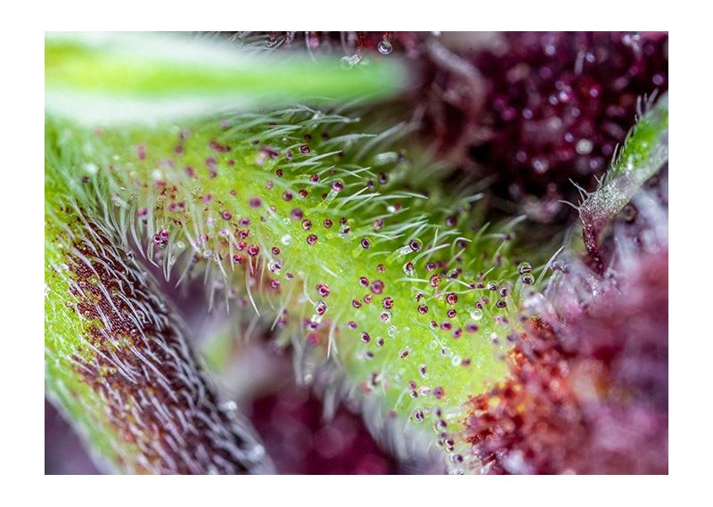 Red Pure Auto CBD, Фасовка: 3+1, изображение 2