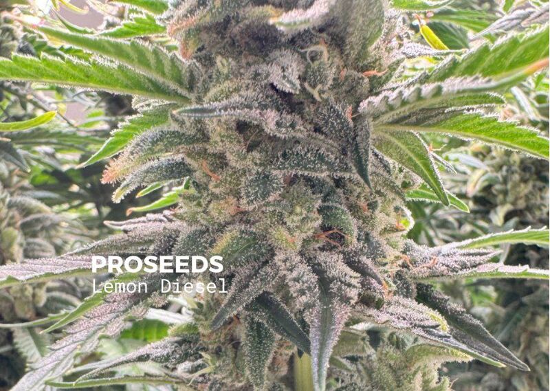 Fast Lemon Diesel, Фасовка: 6