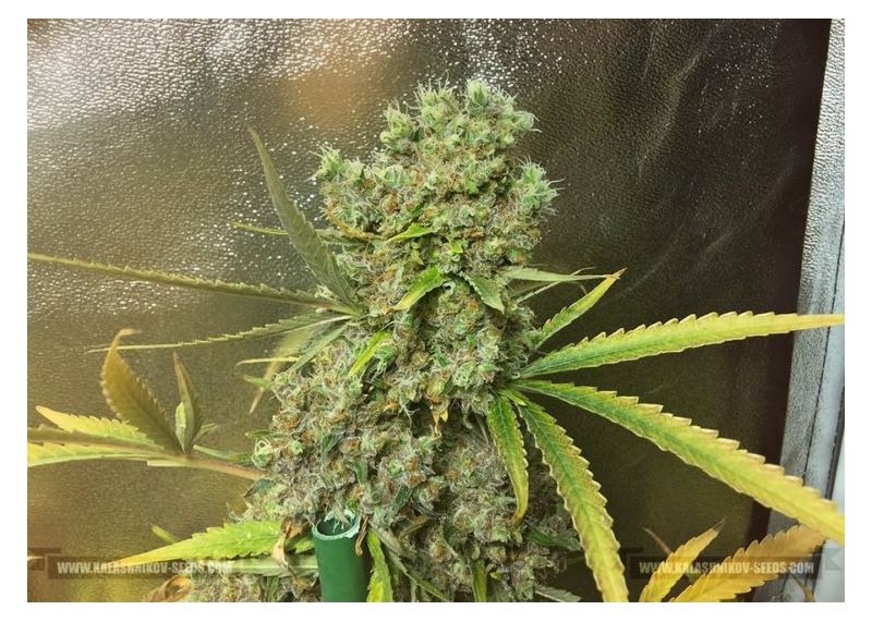 White Critical Express, Фасовка: 3, изображение 7