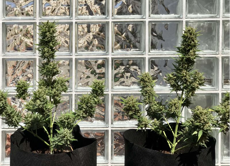 Green Gelato Auto, Фасовка: 3, изображение 3