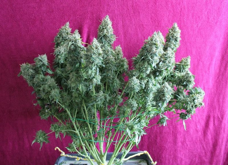 Sticky Fingers Auto, Фасовка: 3, изображение 3