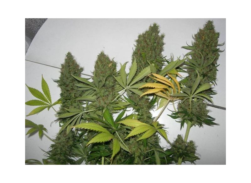 Durban Poison Reg, Фасовка: 10, изображение 7