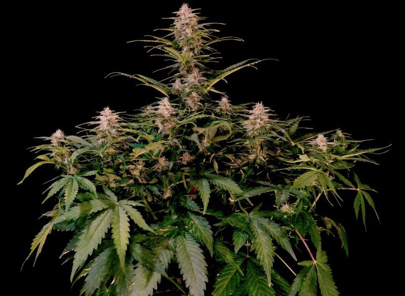 Auto Halk XL, Фасовка: 5, изображение 3