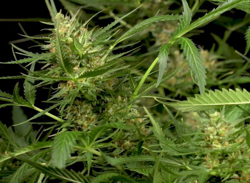 Auto Gorilla XL, Фасовка: 5, изображение 4