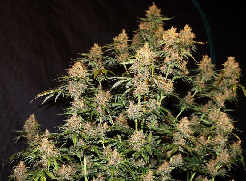 Tropicana Cookies Auto, Фасовка: 1, изображение 2