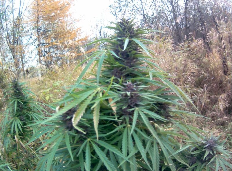 Black Out Reg, Фасовка: 12, изображение 4