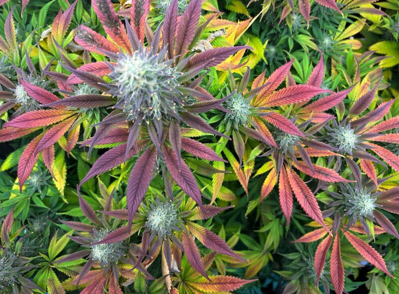 Pineapple Express, Фасовка: 5, изображение 4