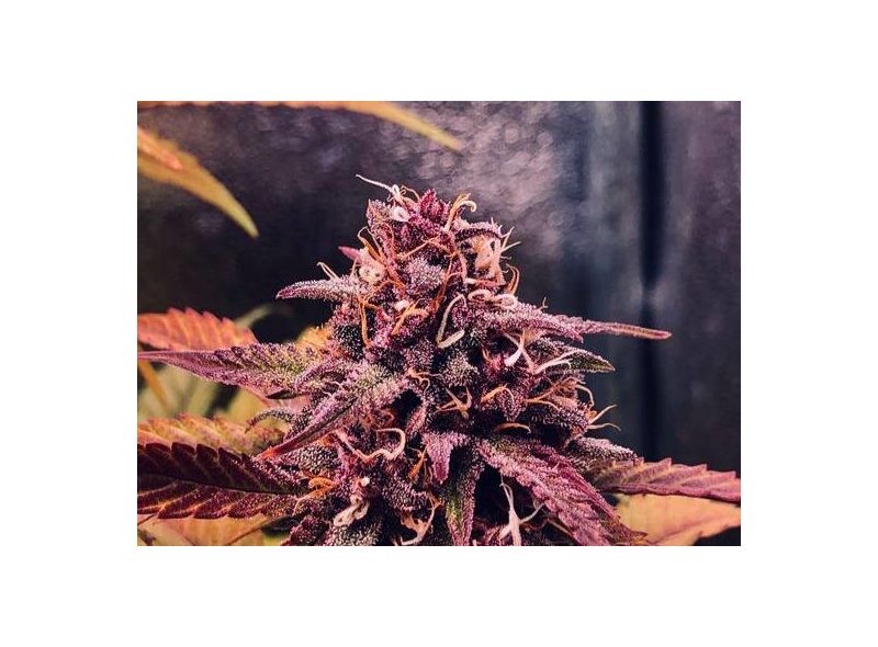 Gran Purple Banner Auto, Фасовка: 10, изображение 2