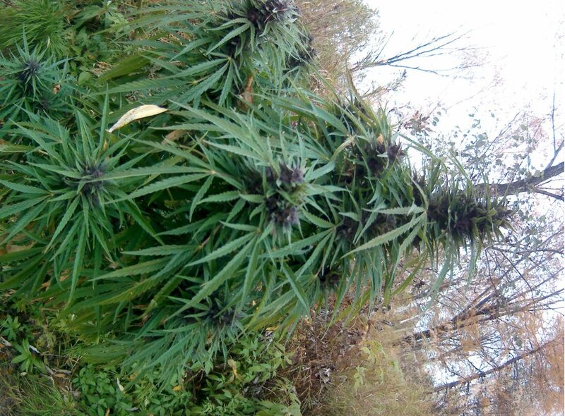 Black Out Reg, Фасовка: 12, изображение 3